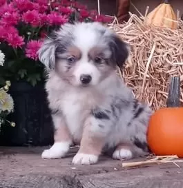 Mini Australian Shepherd