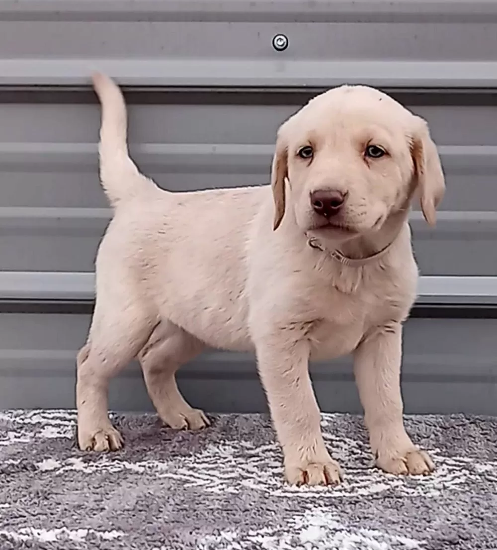 Labrador Retriever