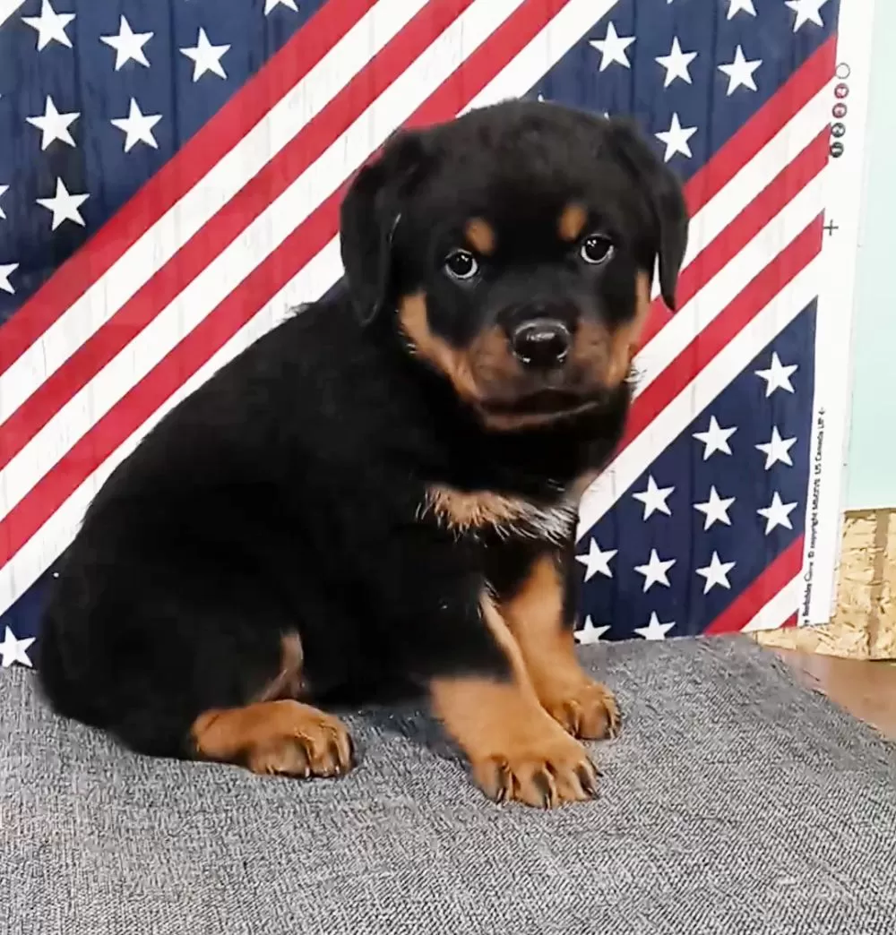 Rottweiler