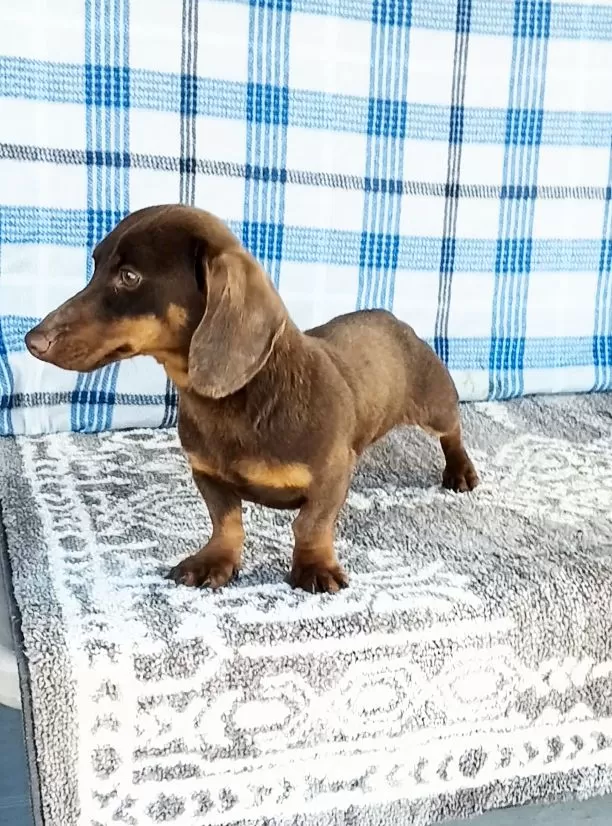 Mini Dachshund Sire