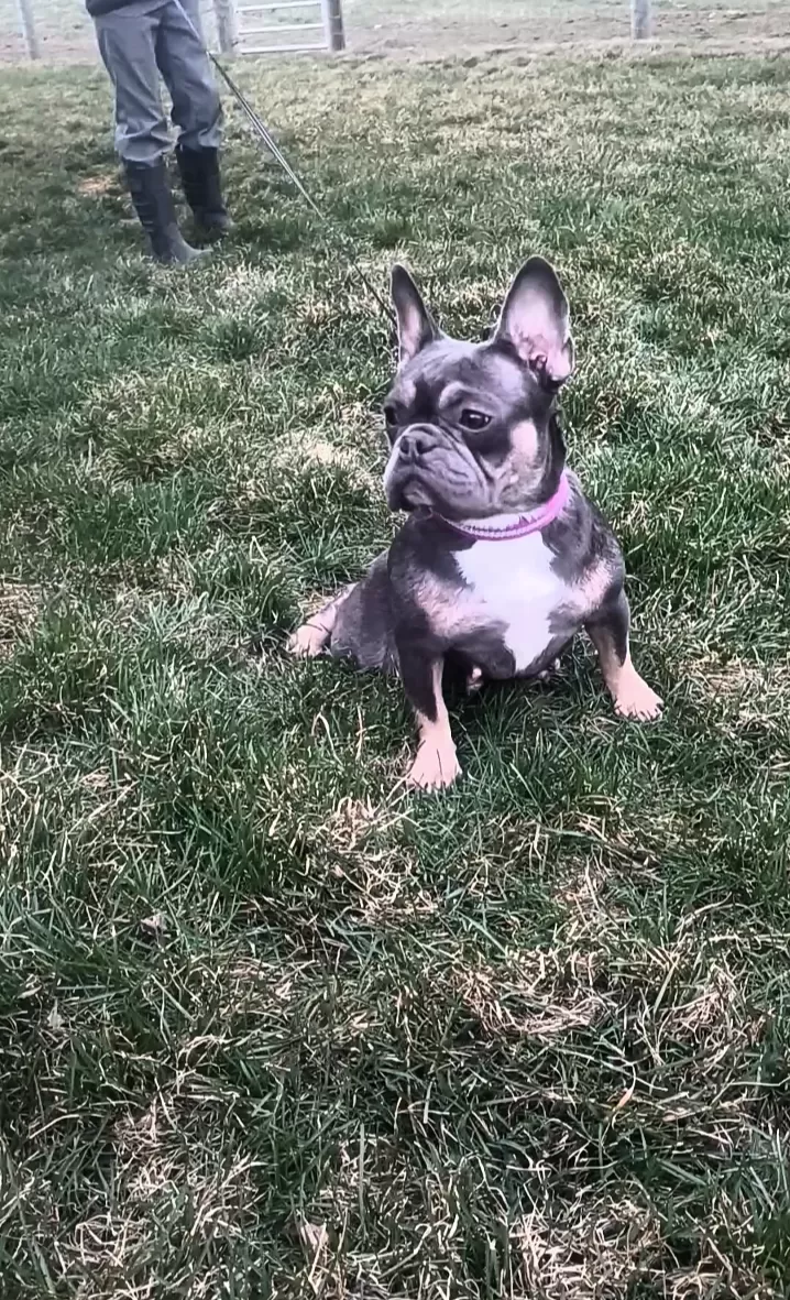 Puppy Name: French Bulldog Mom