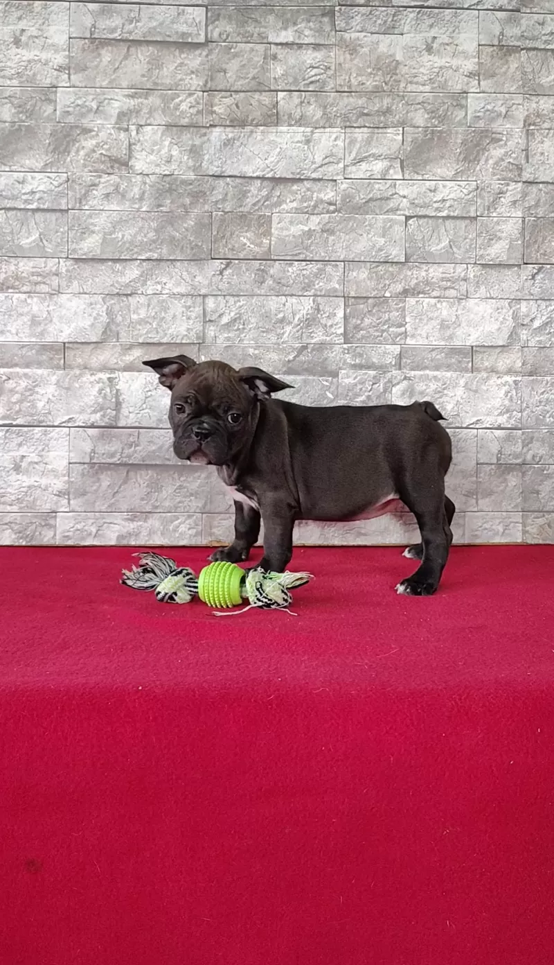 Puppy Name: Abby