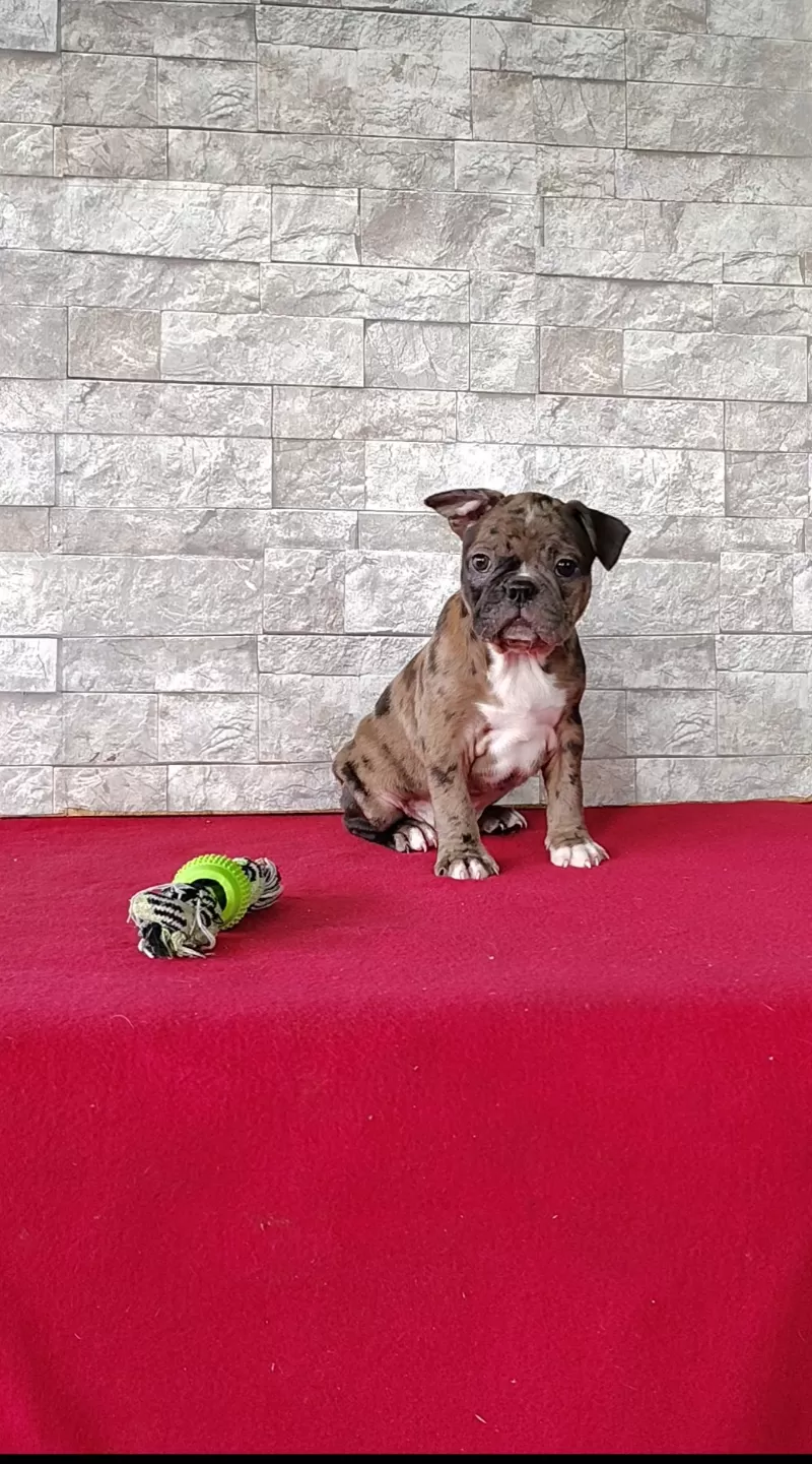 Puppy Name: Alex
