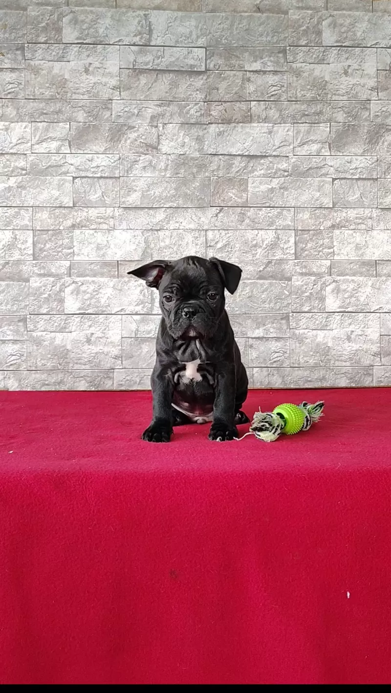 Puppy Name: Aiden