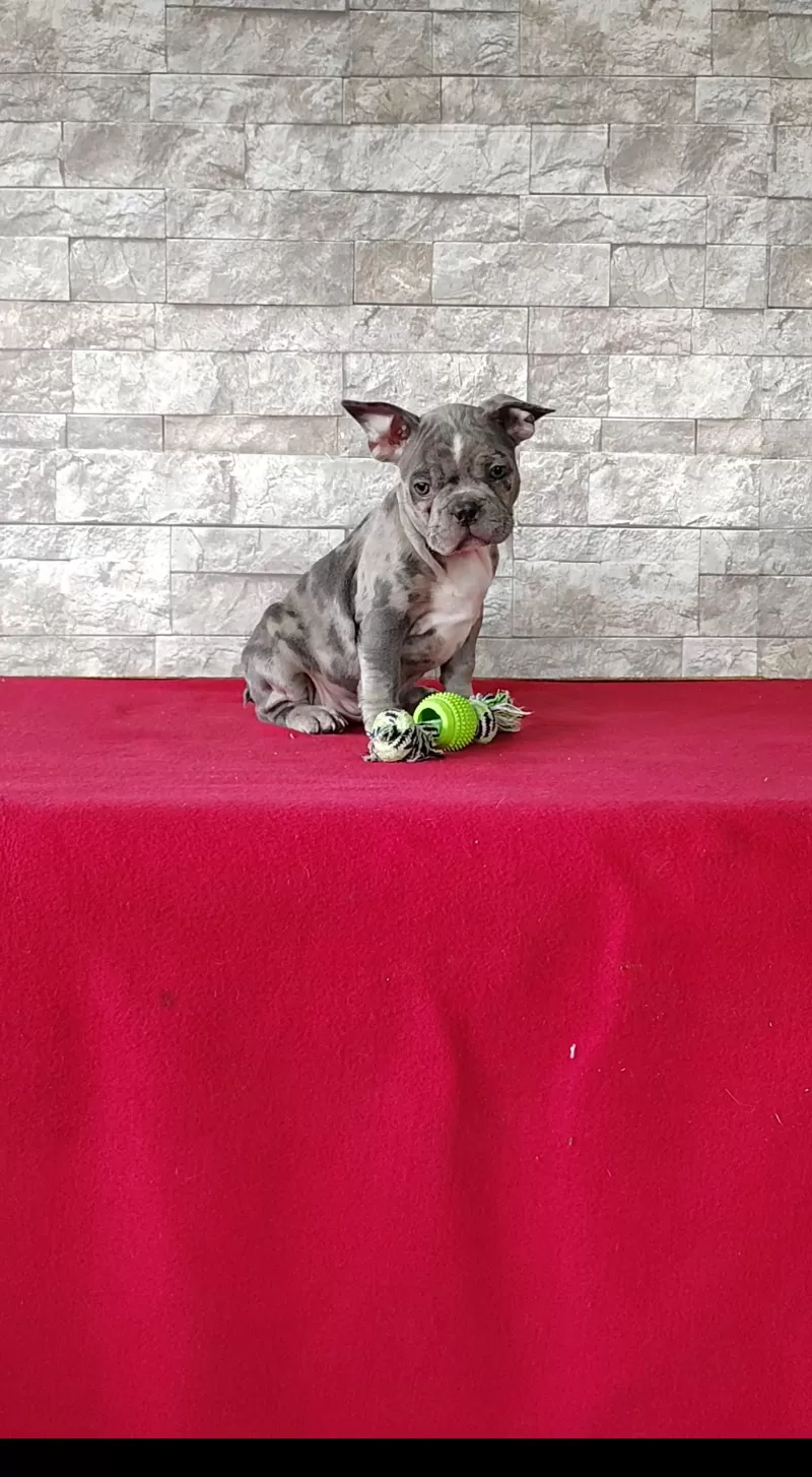 Puppy Name: Archie