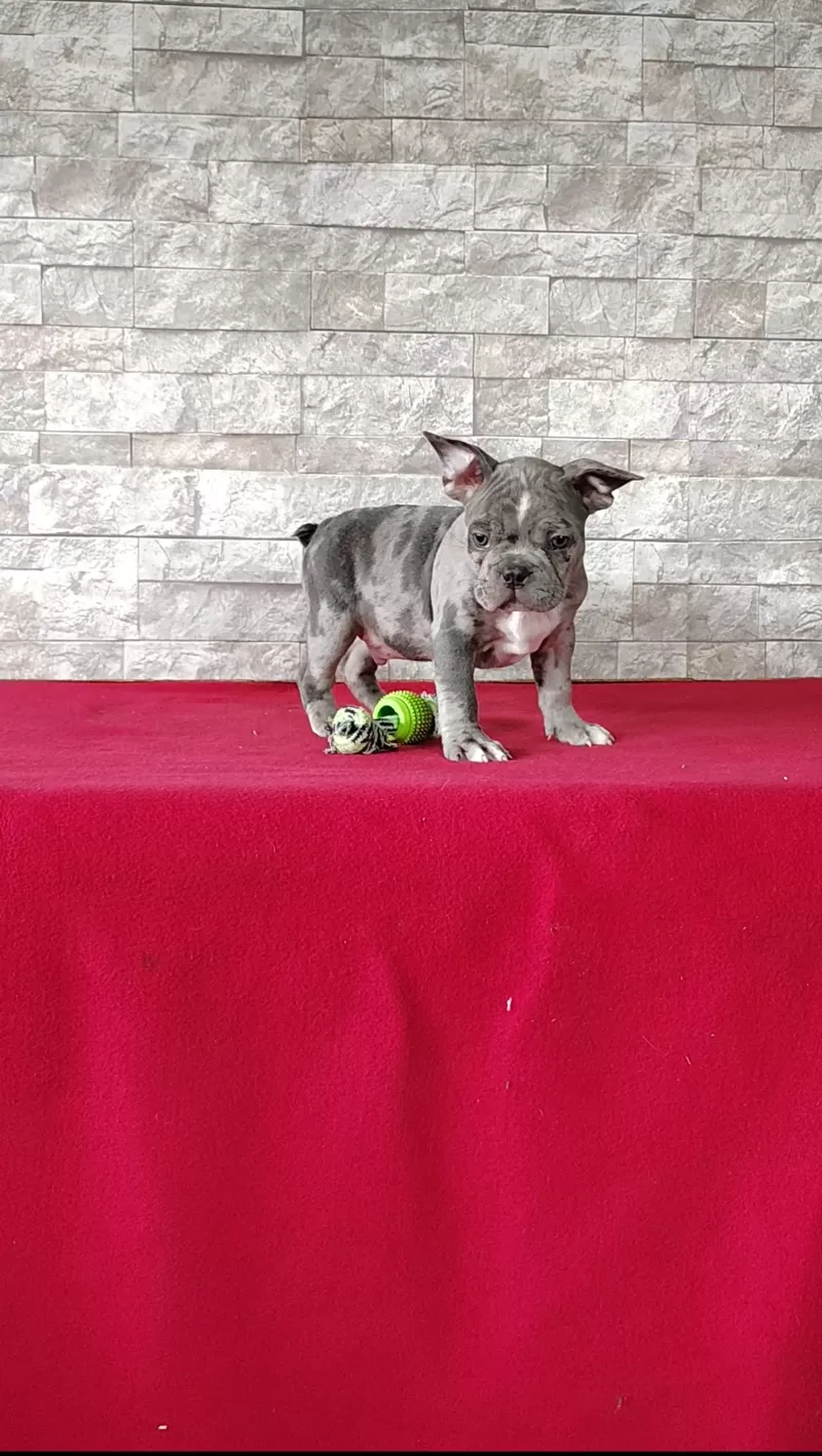 Archie