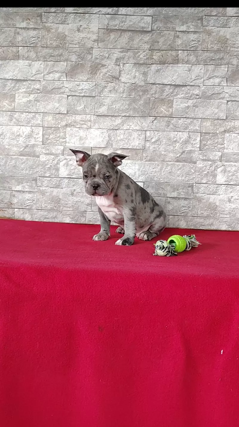 Archie