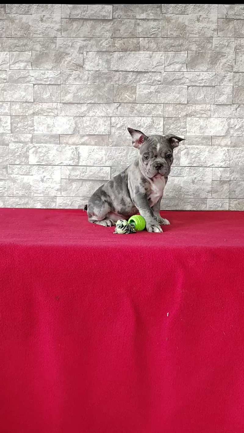 Archie