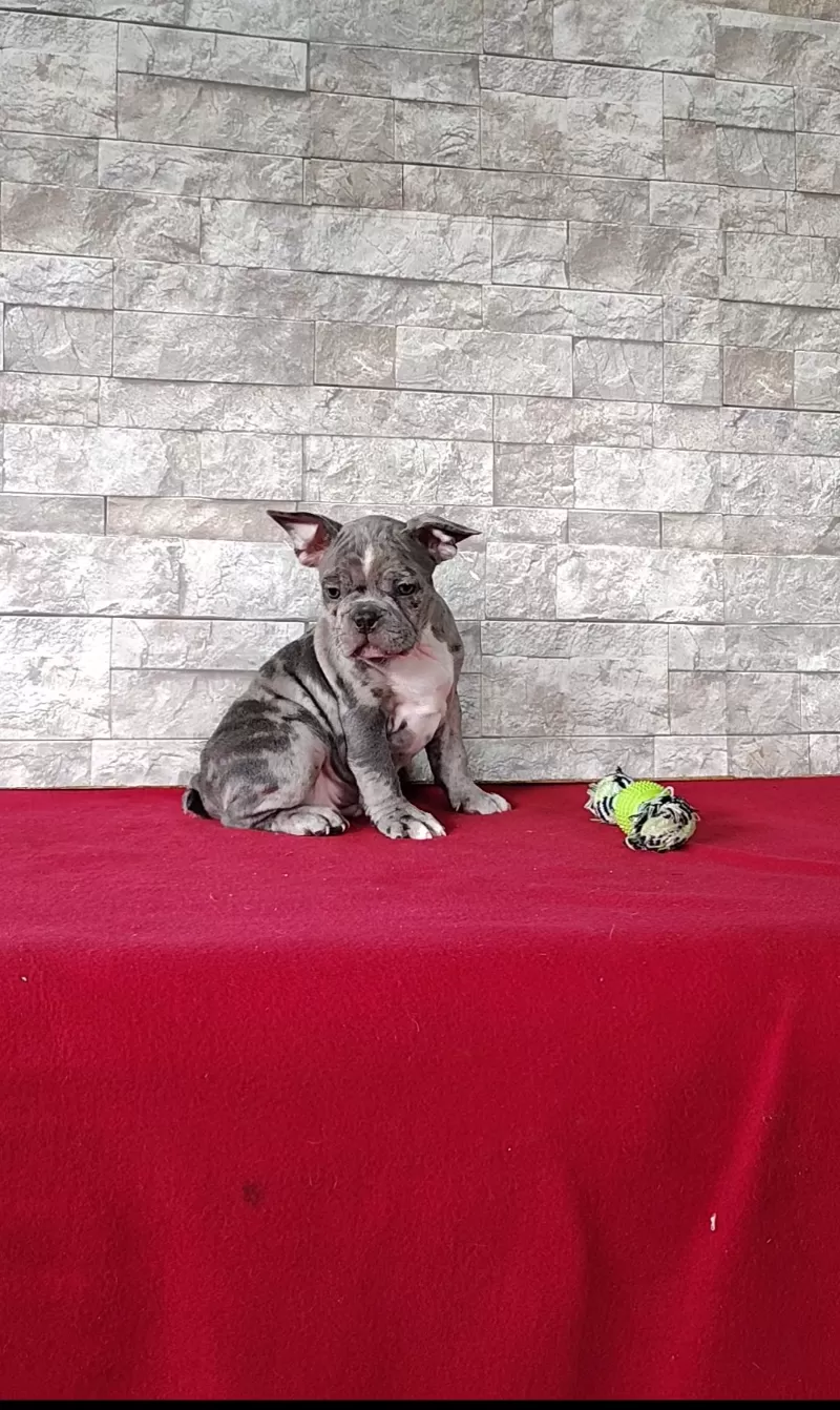 Archie