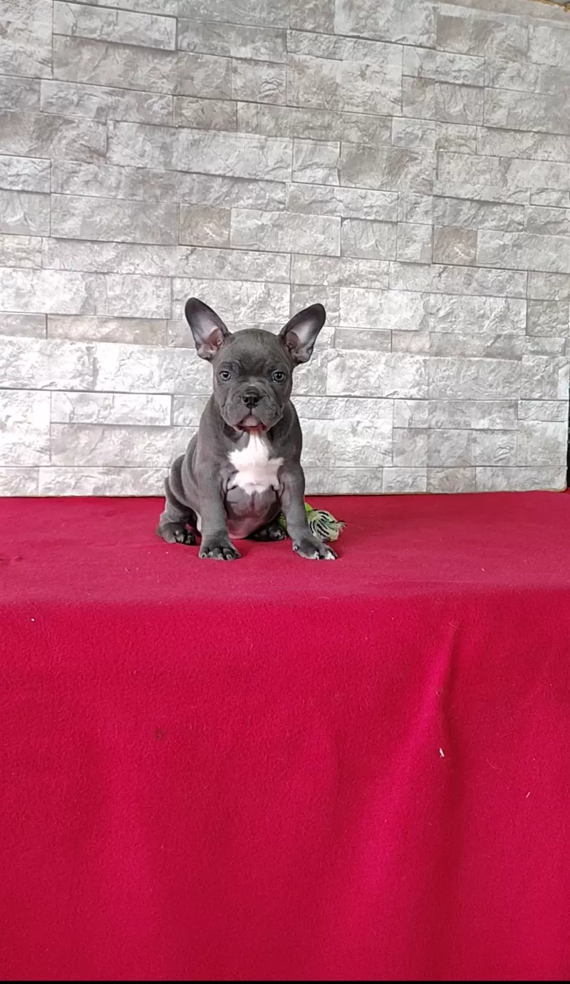 Puppy Name: Amelia