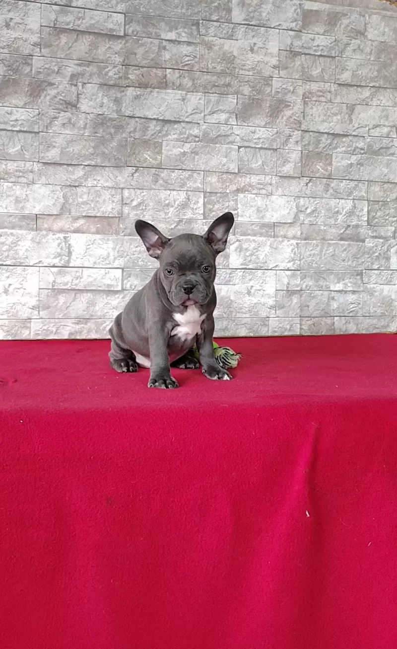 Amelia