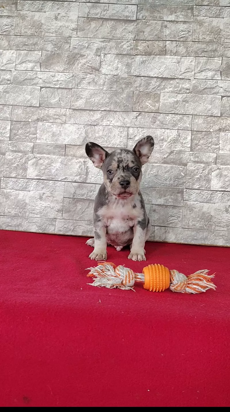 Puppy Name: Brady