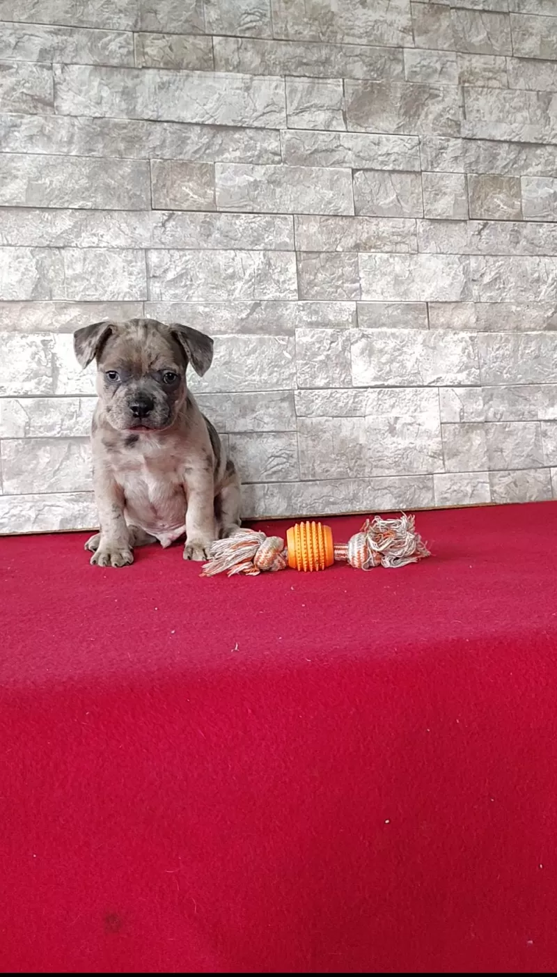 Puppy Name: Baxter