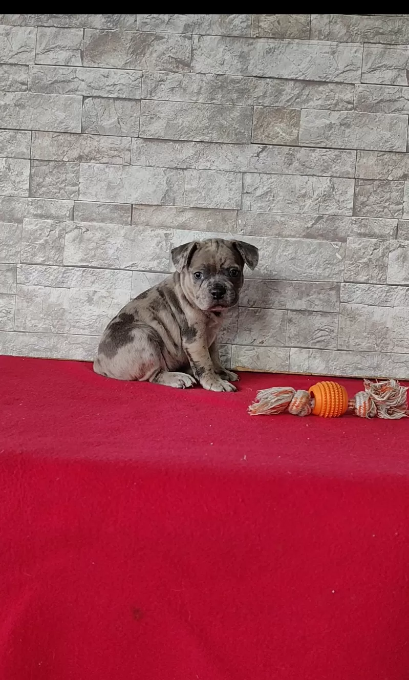 Baxter