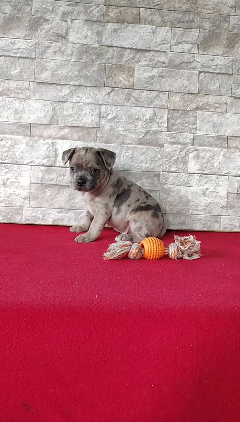 Baxter
