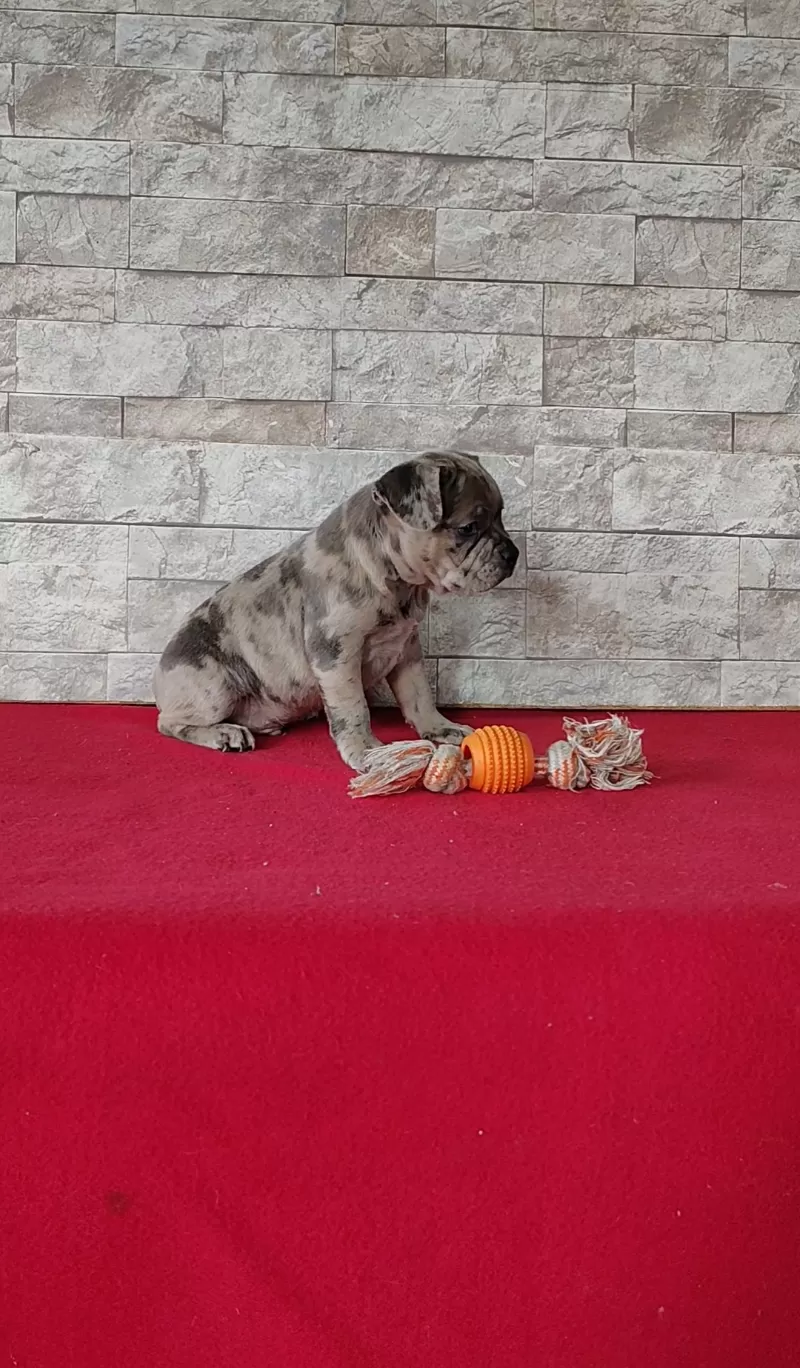 Baxter