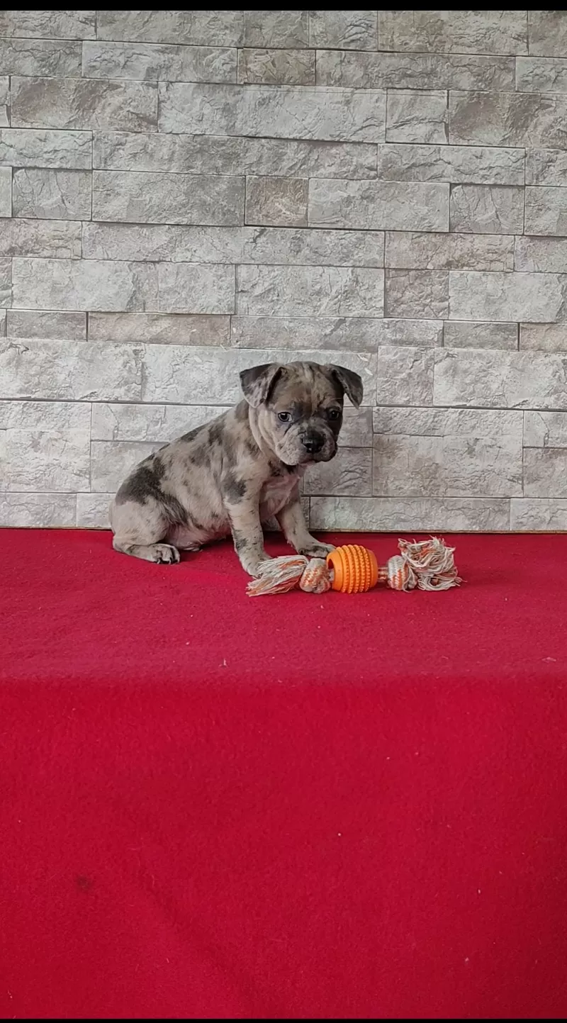 Baxter