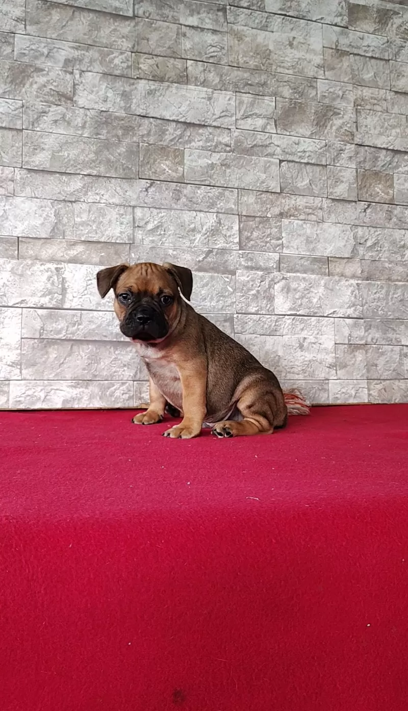 Puppy Name: Brock