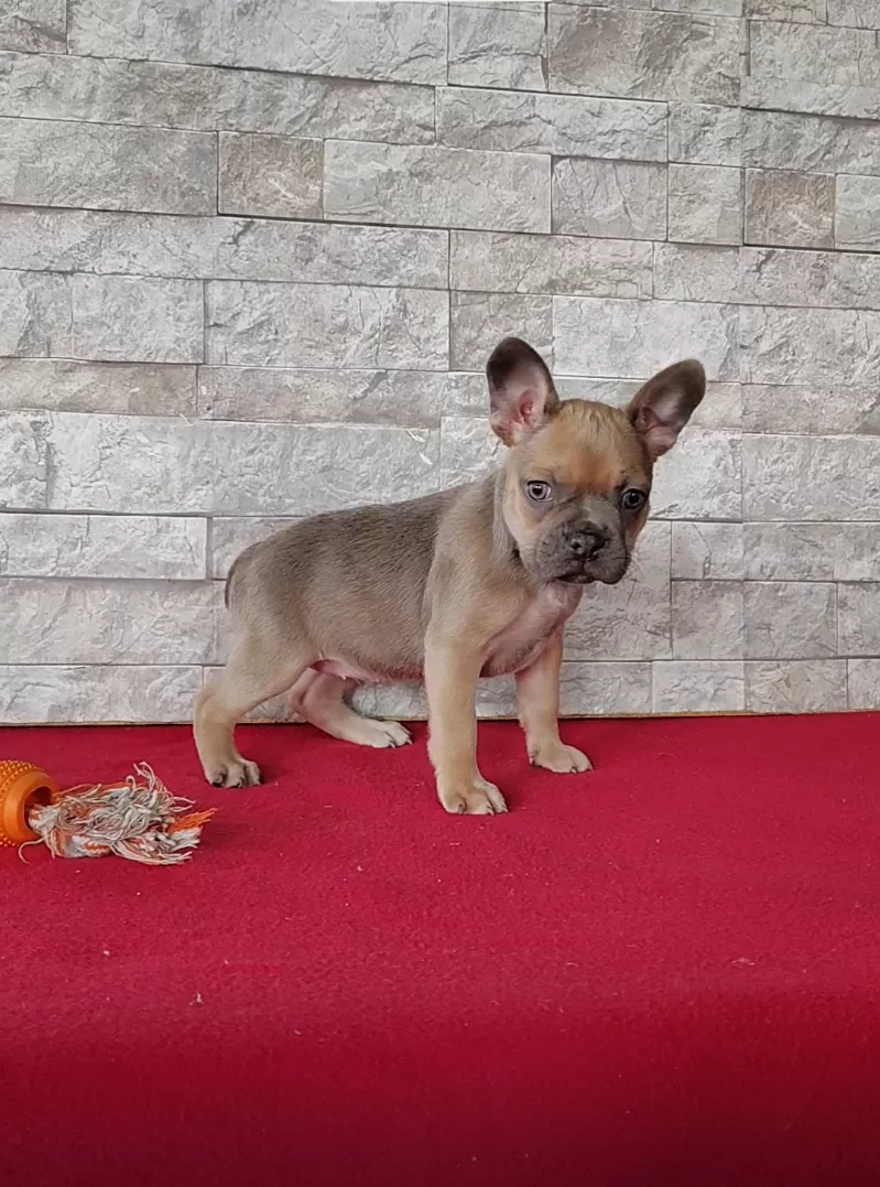 Puppy Name: Bethany