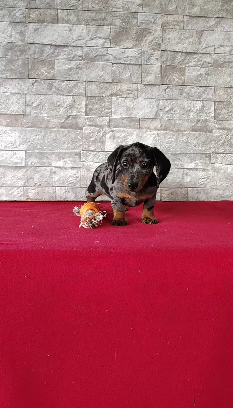 Puppy Name: Delores