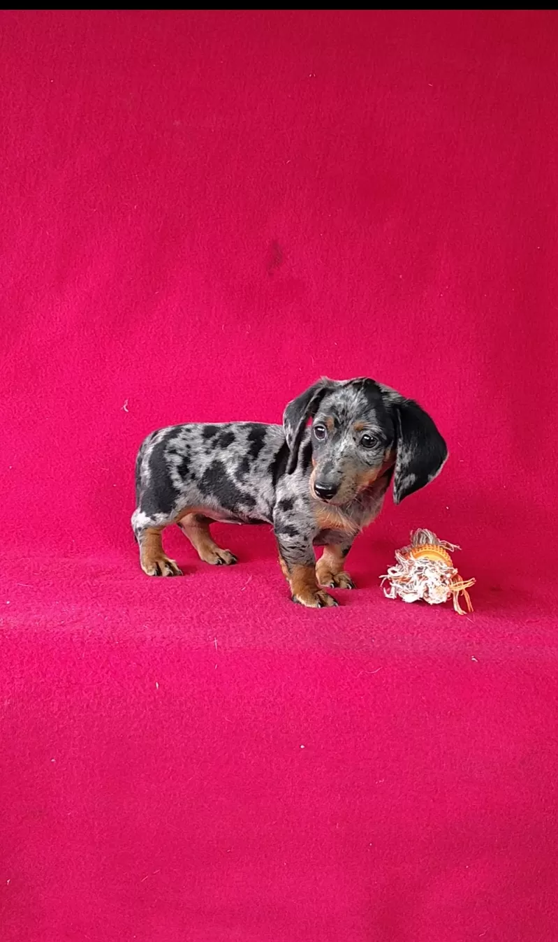 Delores
