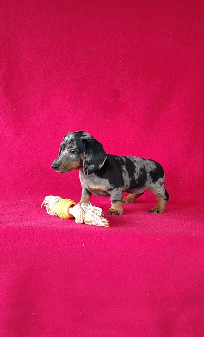 Delores