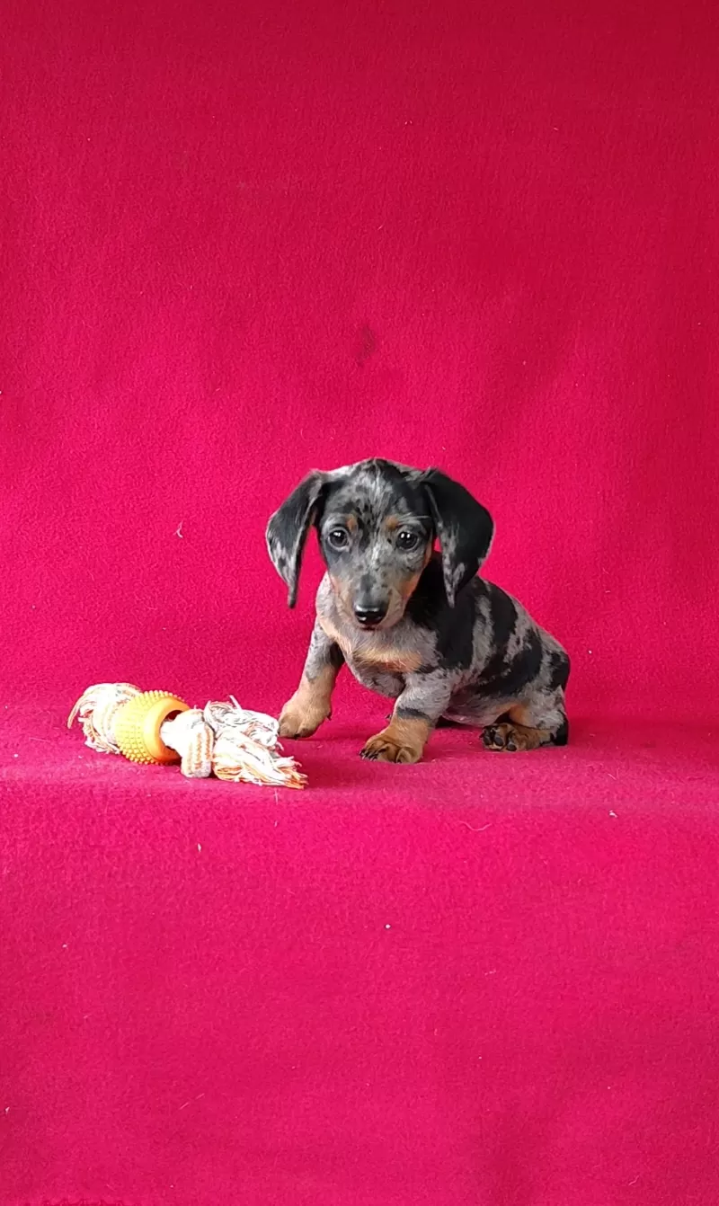 Delores