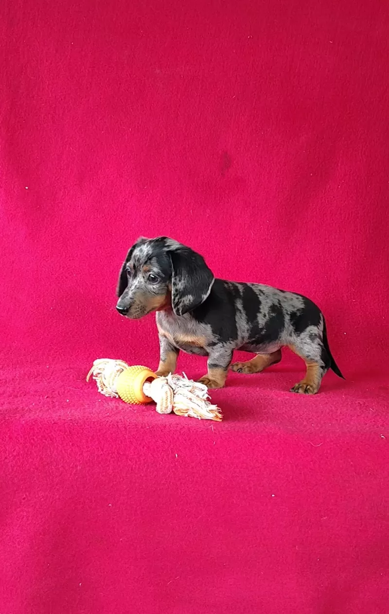 Delores