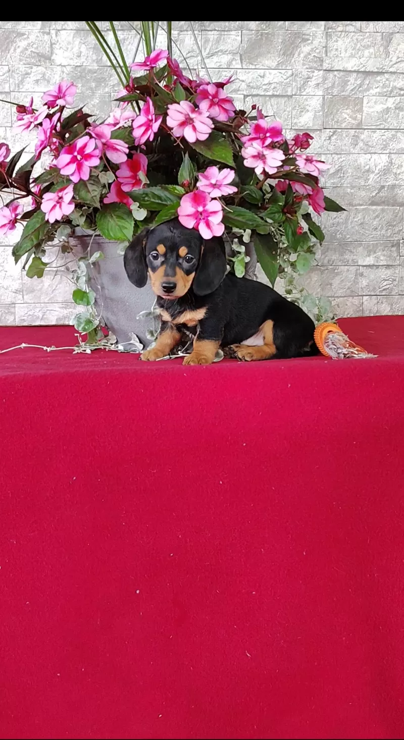Puppy Name: Kassandra