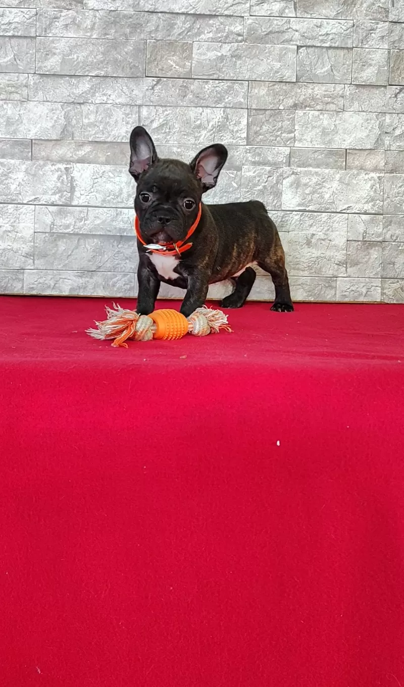 Puppy Name: Brady