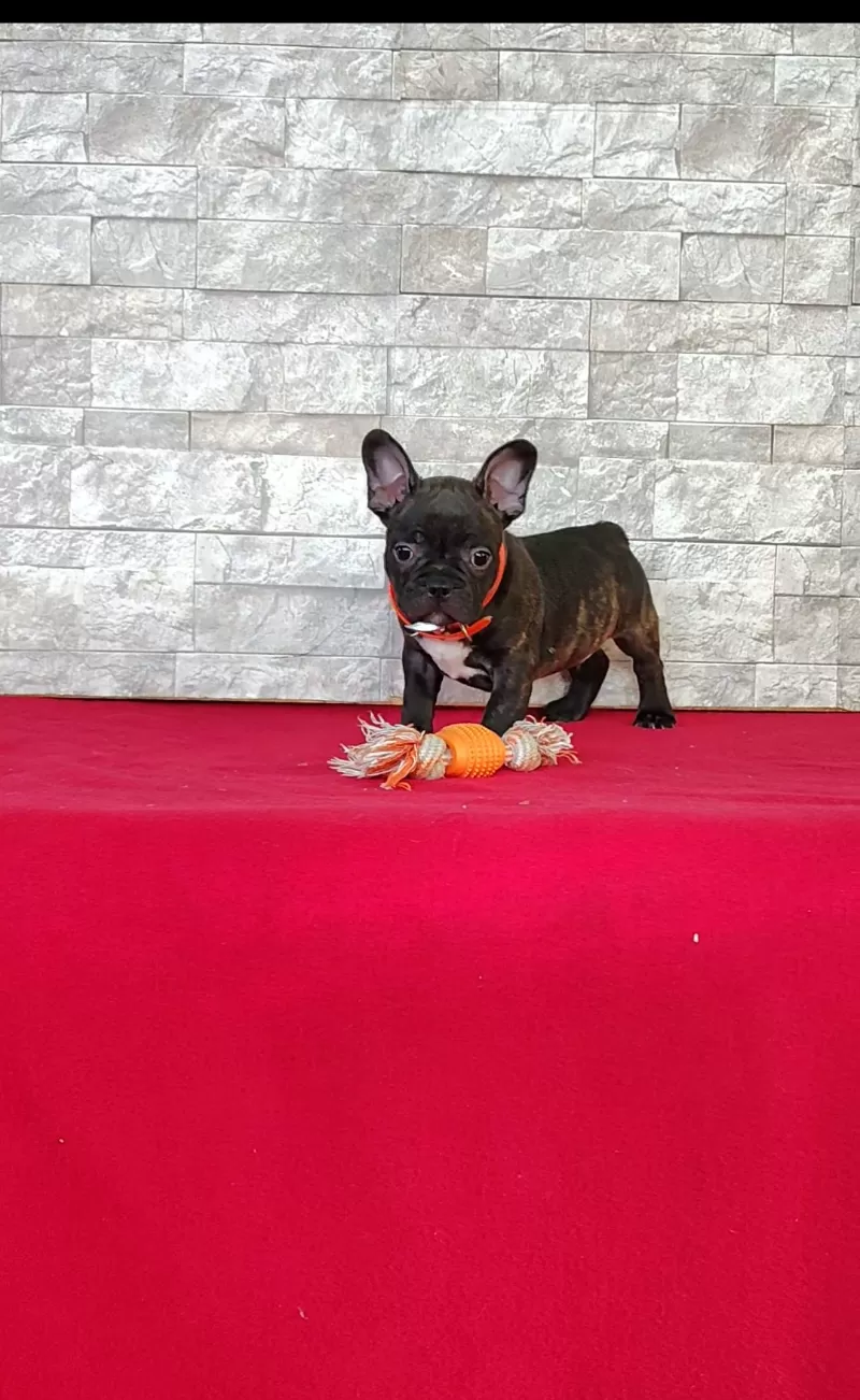 Brady