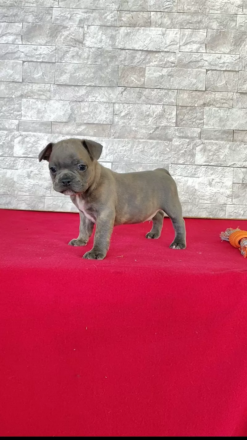 Puppy Name: Brandon
