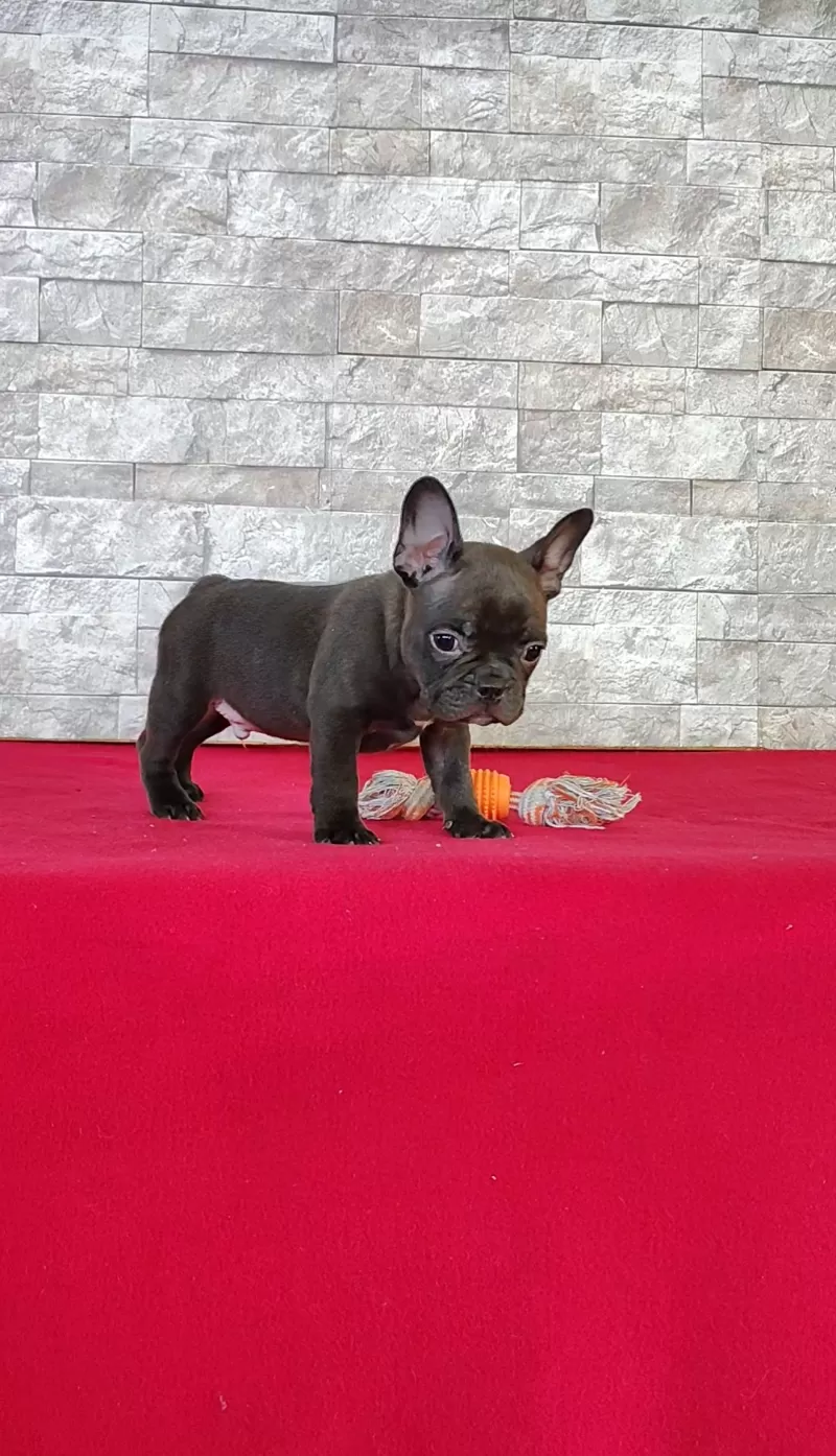Buster