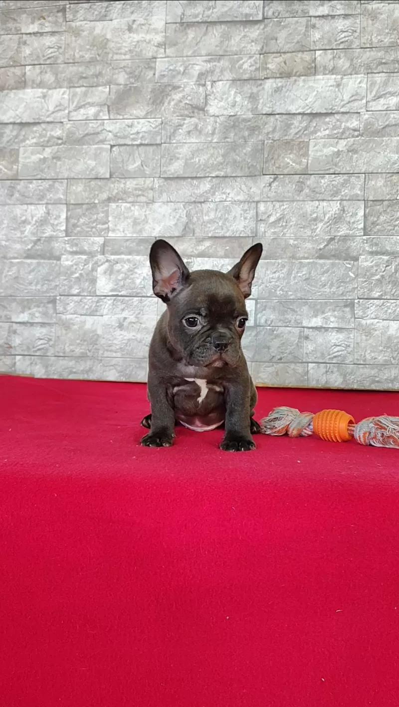 Buster