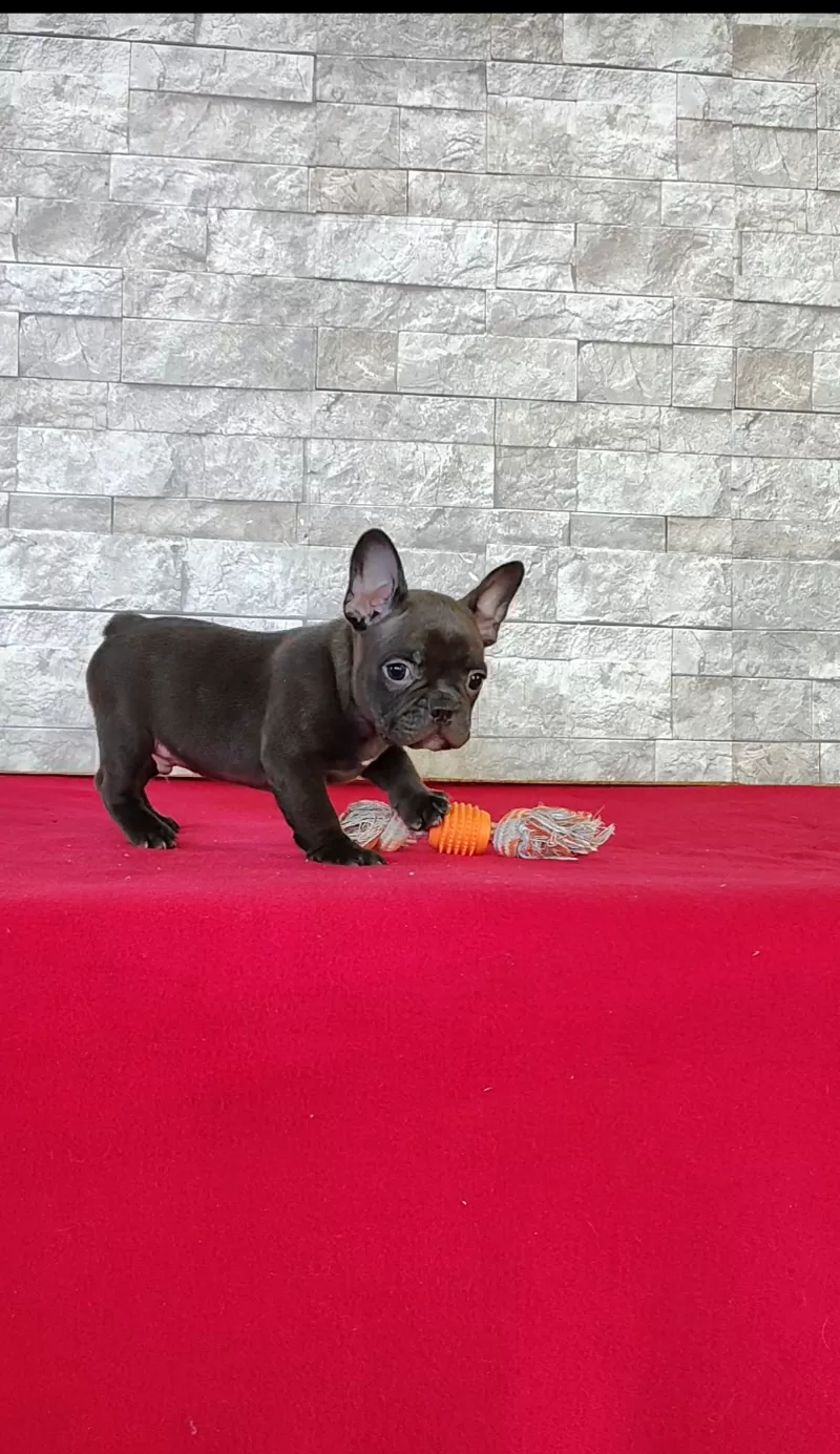 Buster