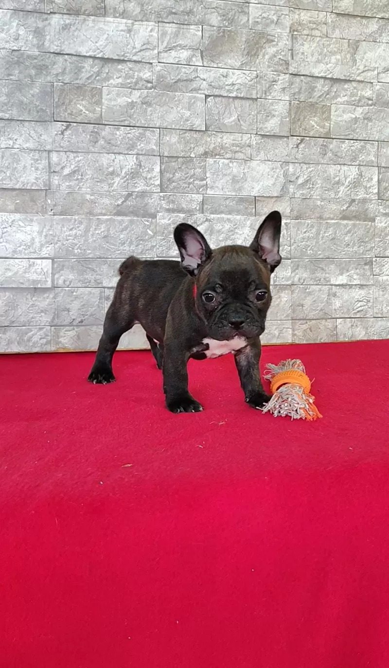 Puppy Name: Benji