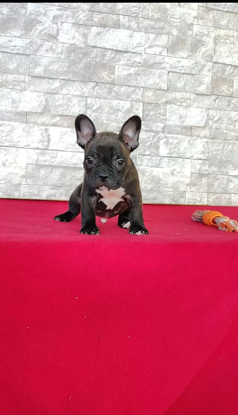 Benji