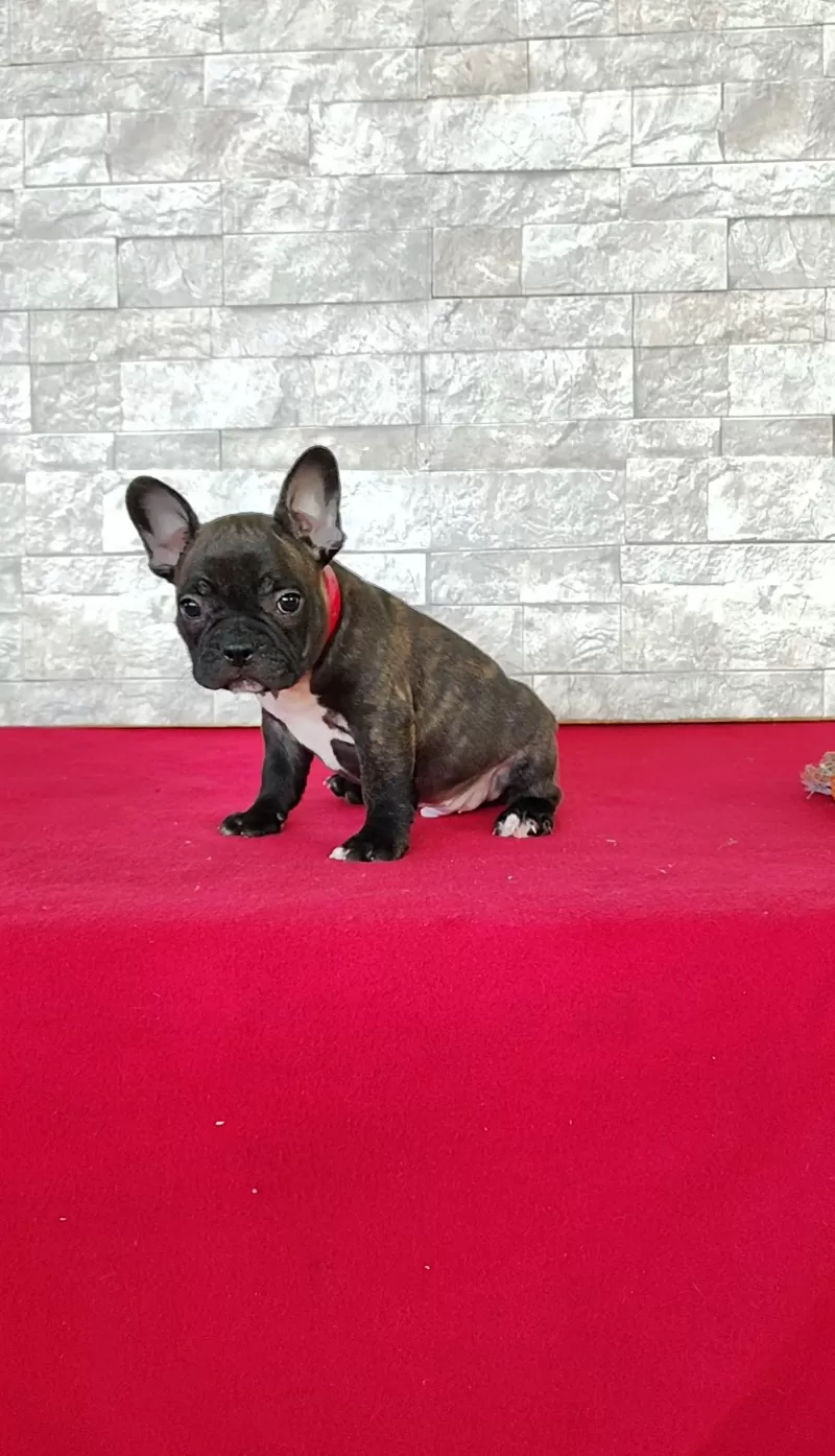 Benji