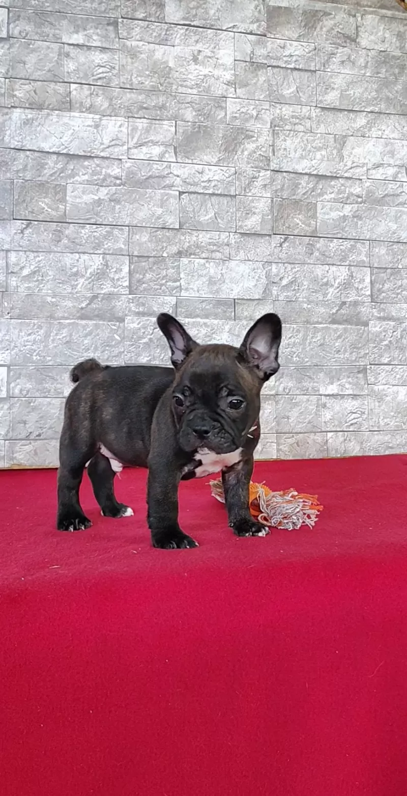 Benji