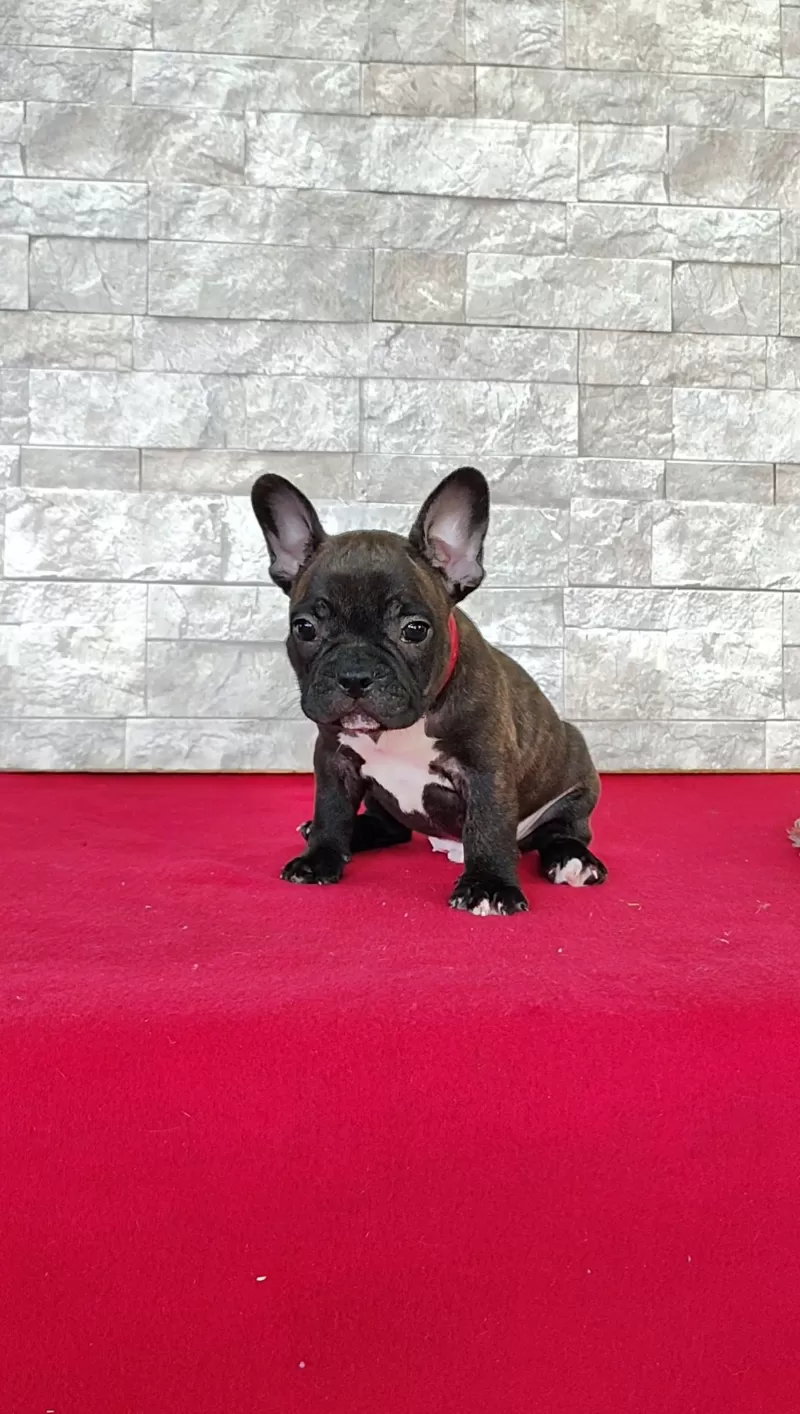 Benji