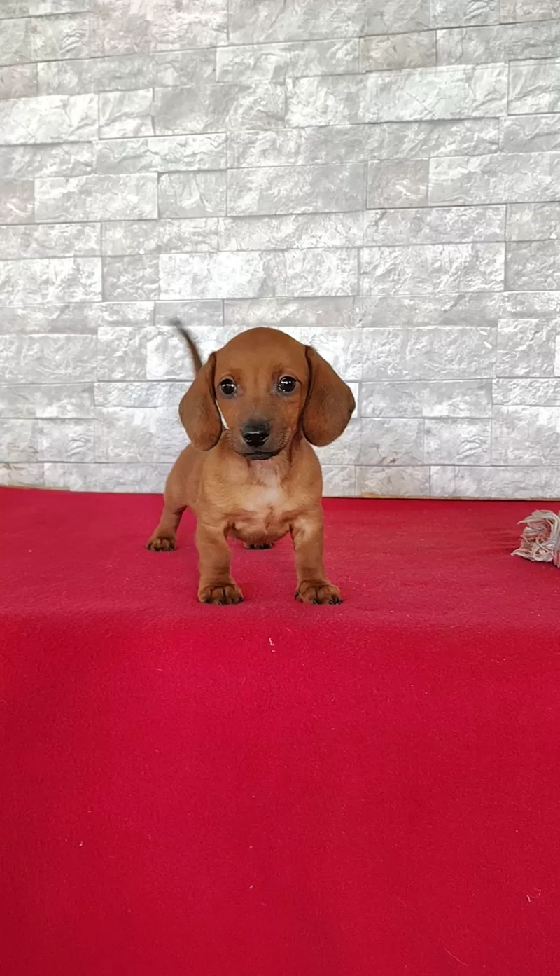 Puppy Name: Stanley