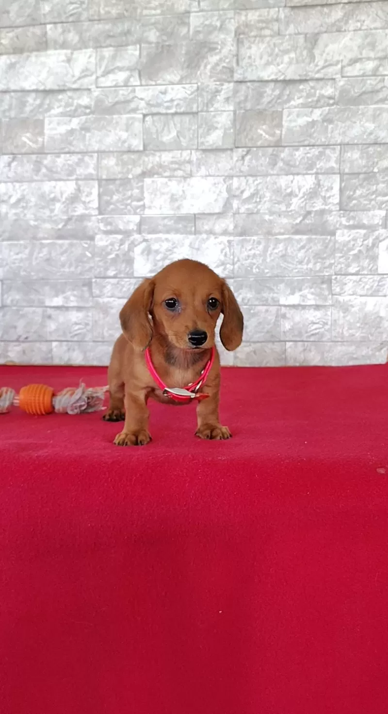 Puppy Name: Samantha