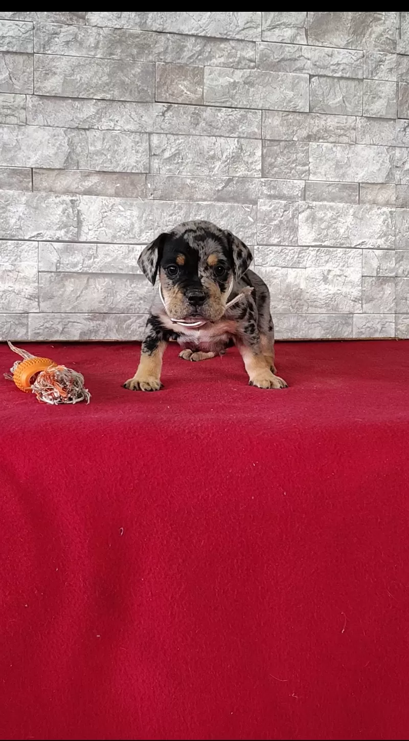 Dexter