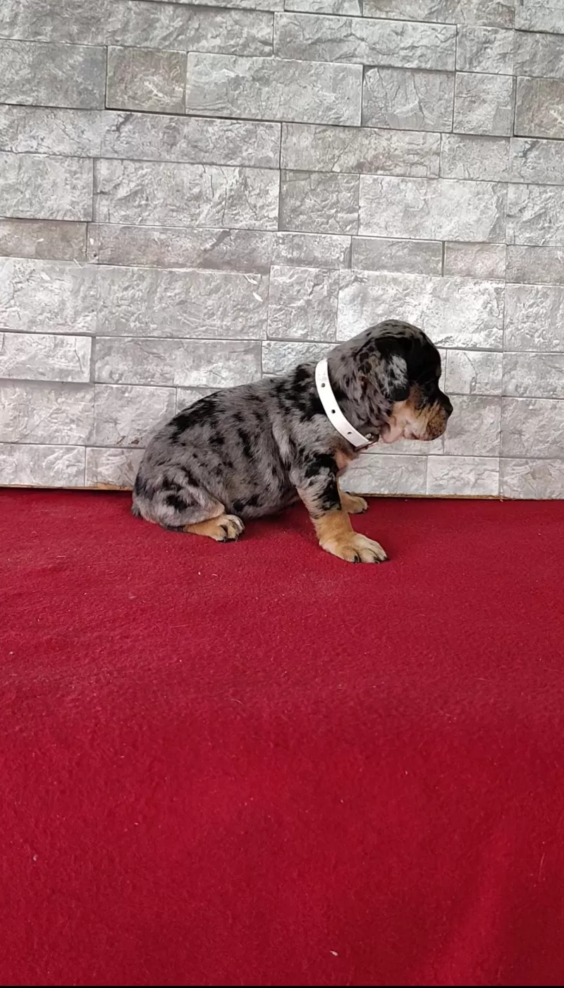 Dexter