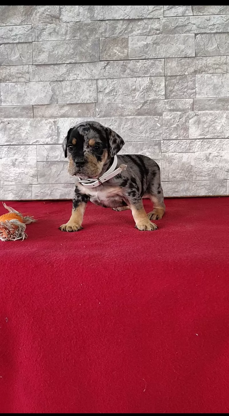 Dexter
