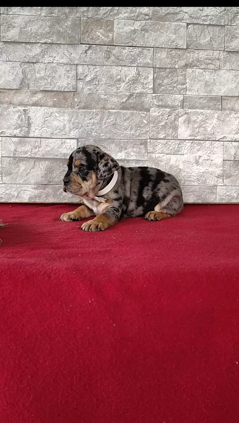 Dexter