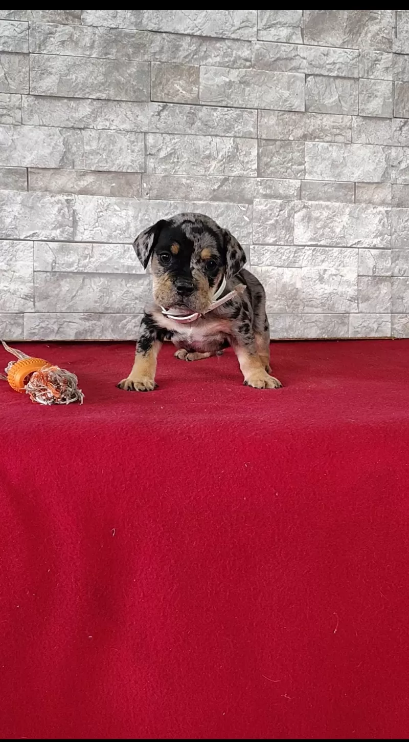 Dexter