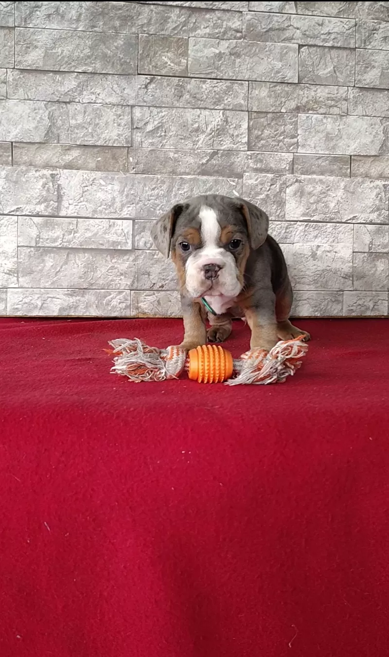 Puppy Name: Devon