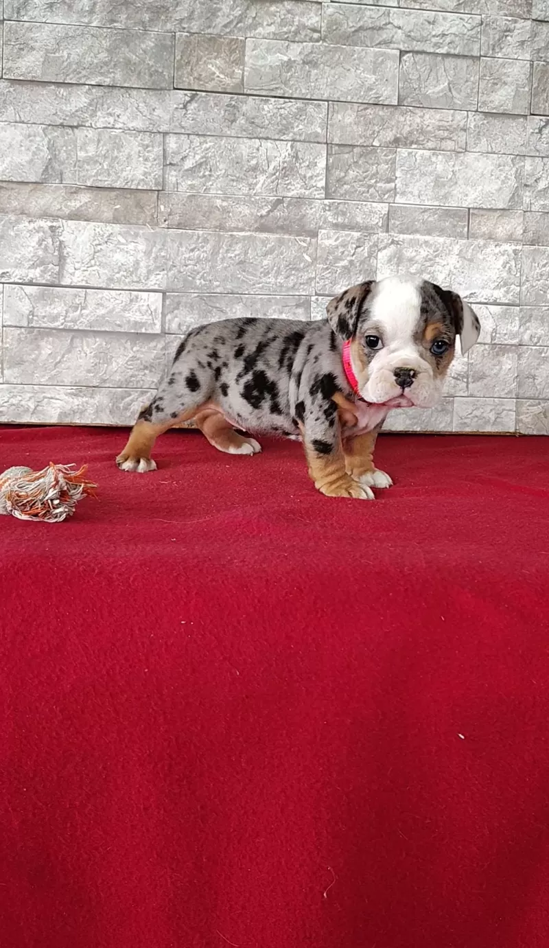 Puppy Name: Delores