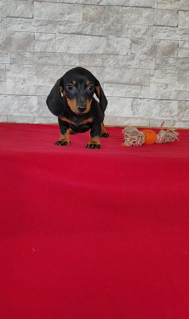 Puppy Name: Tootsie